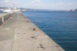 串本港 エギングでアオリイカ800g＆350g