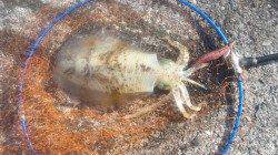 串本港 エギングでアオリイカ800g＆350g