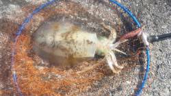 串本港 エギングでアオリイカ800g＆35…