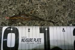 舞鶴西部エリアでの投げ釣り釣果