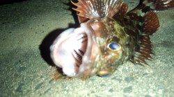 天橋立ライトゲーム シンペンでメバル～♪♪