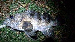 天橋立ライトゲーム シンペンでメバル～♪♪