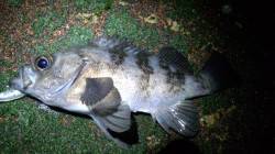 天橋立ライトゲーム シンペンでメバル～♪♪…