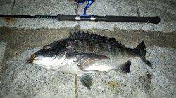 久々のチヌゲーで良型！天橋立でルアーゲーム