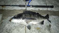 久々のチヌゲーで良型！天橋立でルアーゲーム…