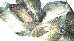 久々のチヌゲーで良型！天橋立でルアーゲーム