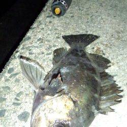 天橋立、ルアーでメバルの釣果☆