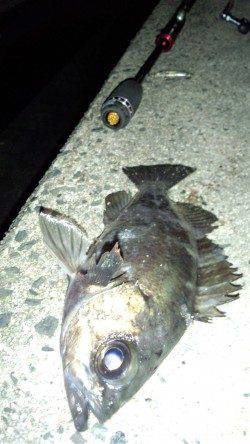 天橋立、ルアーでメバルの釣果☆