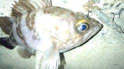 天橋立、ルアーでメバルの釣果☆