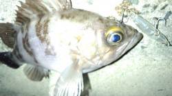 天橋立、ルアーでメバルの釣果☆