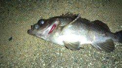 天橋立でメバルのルアーゲーム