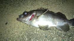 天橋立でメバルのルアーゲーム