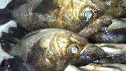 天橋立でメバルのルアーゲーム