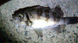 宮津西部エリア　天橋立でメバル釣りの釣果
