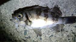 宮津西部エリア　天橋立でメバル釣りの釣果