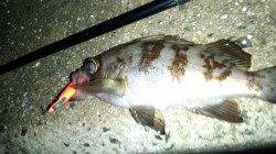 天橋立、雪の中でのメバリング釣果