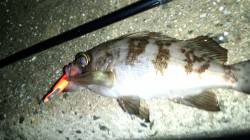 天橋立、雪の中でのメバリング釣果