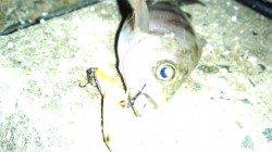 天橋立、雪の中でのメバリング釣果