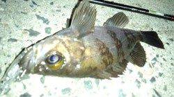 メバルのプラグゲーム釣果！天橋立