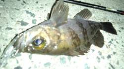 メバルのプラグゲーム釣果！天橋立