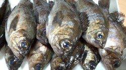 メバルのプラグゲーム釣果！天橋立