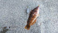 ガシラ狙いでしたが…上野漁港での胴突き釣果