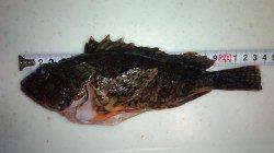 戸坂・塩津漁港 ボトムリトリーブでガシラ＆ヒラメ☆