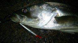 津居山港 河口でシーバス79cm3.4kg！