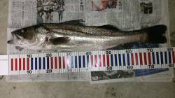 津居山港 河口でシーバス79cm3.4kg…