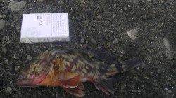 加太漁港 ブラクリでガシラ3匹ゲット☆