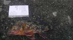 加太漁港 ブラクリでガシラ3匹ゲット☆