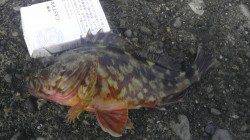 加太漁港 ブラクリでガシラ3匹ゲット☆