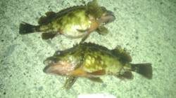 田ノ浦漁港での胴突で良型ガシラ♪