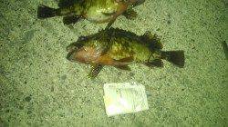 田ノ浦漁港での胴突で良型ガシラ♪