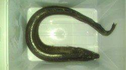 串本港 胴突仕掛で極太アナゴ！