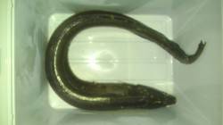 串本港 胴突仕掛で極太アナゴ！