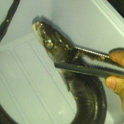 串本港 胴突仕掛で極太アナゴ！