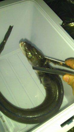 串本港 胴突仕掛で極太アナゴ！