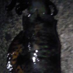 紀伊大島、ヤエンで初イカ釣り、一投で釣れました♪