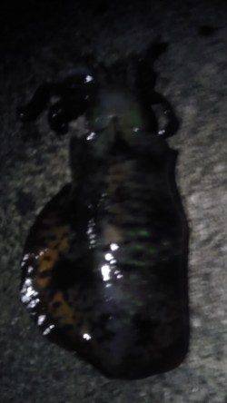 紀伊大島、ヤエンで初イカ釣り、一投で釣れました♪