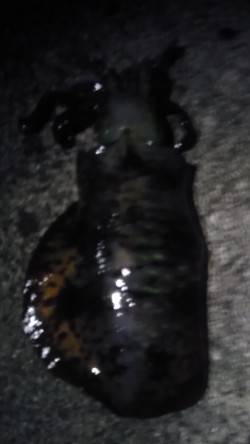 紀伊大島、ヤエンで初イカ釣り、一投で釣れま…