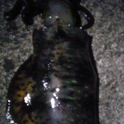 紀伊大島、ヤエンで初イカ釣り、一投で釣れました♪