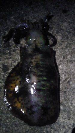 紀伊大島、ヤエンで初イカ釣り、一投で釣れました♪