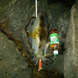 紀伊大島でエギング、今年初のアオリＧＥＴ！