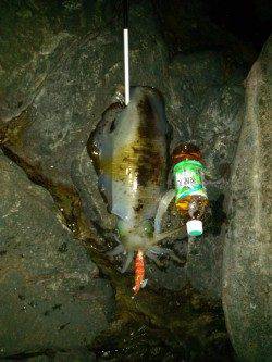 紀伊大島でエギング、今年初のアオリＧＥＴ！