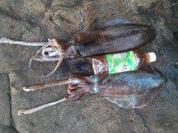 紀伊大島でエギング、今年初のアオリＧＥＴ！