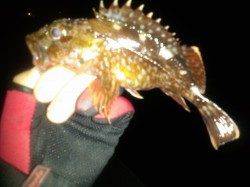 田ノ浦でロックフィッシュルアーゲーム！