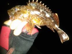 田ノ浦でロックフィッシュルアーゲーム！