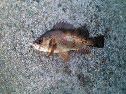 メバリングで大物！？ in 紀ノ川河口