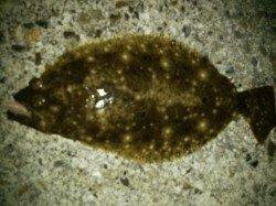 メバリングで大物！？ in 紀ノ川河口